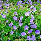 Rozanne ® Geranium : 1 Gallon