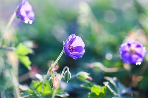 Rozanne® Geranium : 1 Gallon