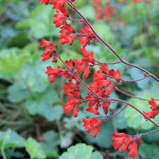 Ruby Bells Coral Bells : 1 Gallon