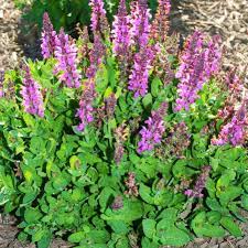 Sensation Rose Sage : 1 Gallon