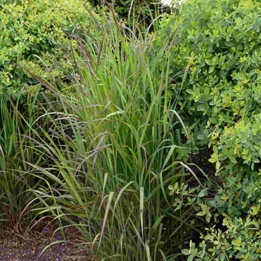 Shenandoah Switch Grass : 1 Gallon