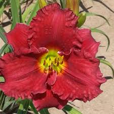 Shy Boy Daylily : 1 Gallon
