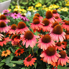 Sombrero Hot Coral Coneflower : 1 Gallon