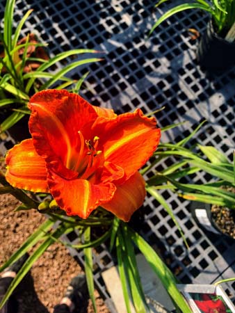 Staghorn Sumac Daylily : 1 Gallon