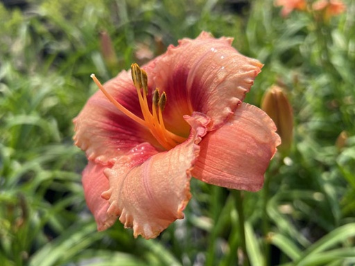 Strawberry Candy Daylily : 1 Gallon