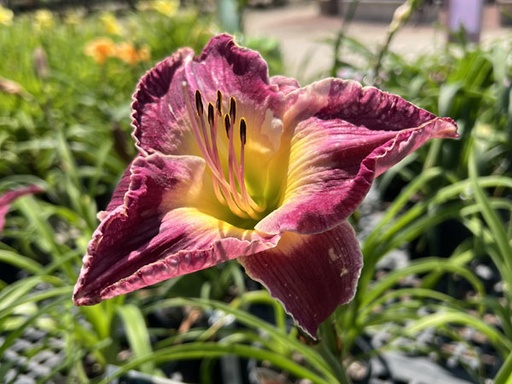 Summer Wine Daylily : 1 Gallon