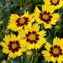 SunKiss TickSeed : 1 Gallon