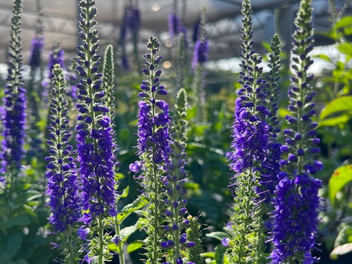 Sunny Border Blue Speedwell : 1 Gallon