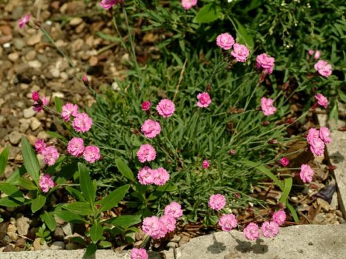 Tiny Rubies Dianthus : 1 Gallon