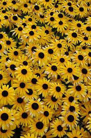 Viettes Little Suzy Black Eyed Susan : 1 Gallon