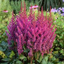 Visions Astilbe : 1 Gallon