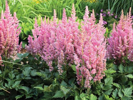 Visions in Pink Astilbe : 1 Gallon