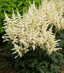 [Astilbe chinensis 'Visions' : 1 Gallon : 1 Gallon] Astilbe chinensis 'Visions' ® : 1 Gallon