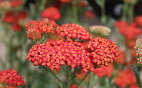 Walter Funcke Yarrow : 1 Gallon