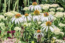 White Swan Coneflower : 1 Gallon