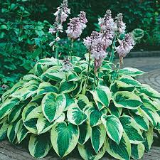 Wide Brim Hosta : 1 Gallon