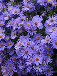 Wood's Blue Aster : 1 Gallon