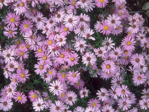 Wood's Pink Aster : 1 Gallon