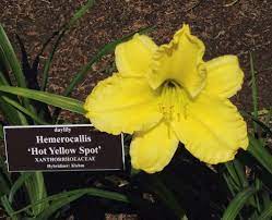 Hot Yellow Spot Daylily : 1 Gallon