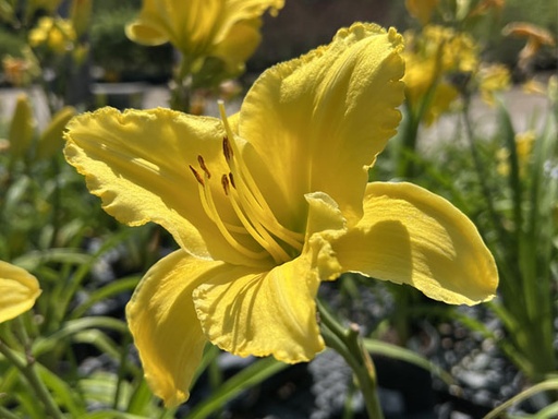 Yellow Superstar Daylily : 1 Gallon