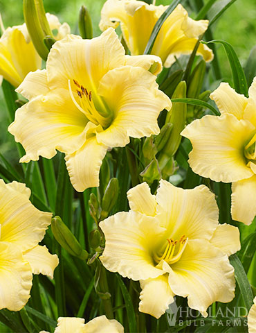 EveryDaylily Cream Daylily : 1 Gallon