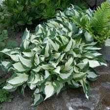 Fire and Ice Hosta : 1 Gallon