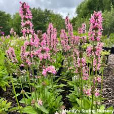 Pink Cotton Candy Lamb's Ear : 1 Gallon