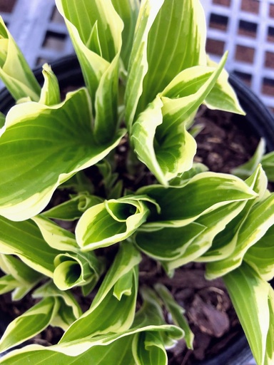 Rainbow's End Hosta : 1 Gallon