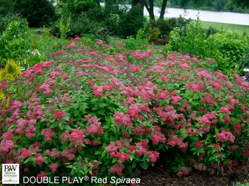 Double Play Red ® Spirea : 3 Gallon