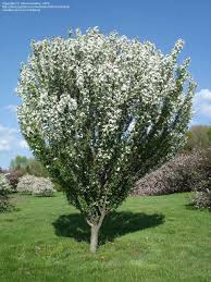 Adirondack Crabapple : 15 Gallon
