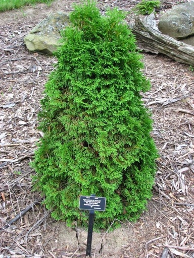 St. John's Mini Arborvitae : 8 Foot