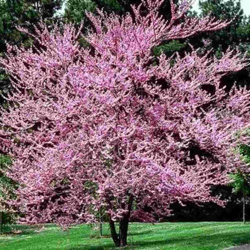 Forest Pansy Redbud : 3.5 Inch