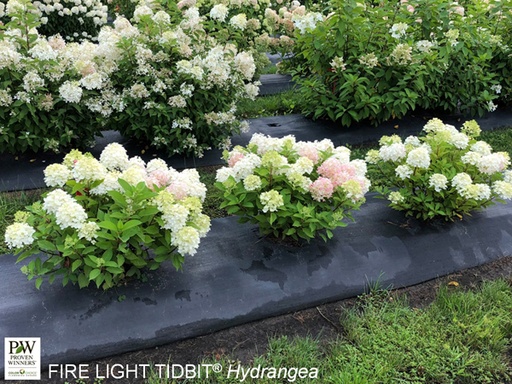 Fire Light Tidbit Hydrangea : 3 Gallon
