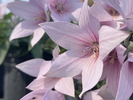 Astra Pink Balloon Flower : 1 Gallon