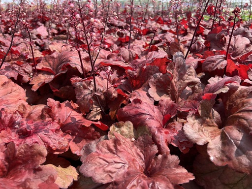 Fire Alarm® Coral bells : 1 Gallon