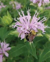 Wild Bergamot : 1 Gallon