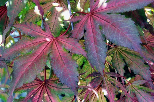 Purple Haze Maple : 25 Gallon