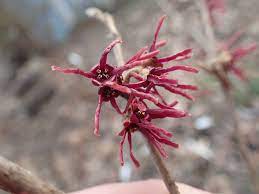 Grape Fizz Witchhazel : 15 Gallon
