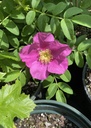 Rubra Rose : 3 Gallon