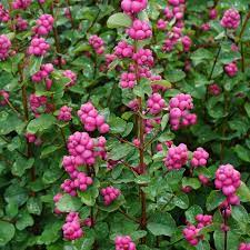 Hancock Coralberry : 5 Gallon