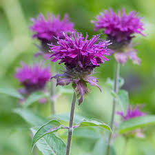 Purple Rooster Bee Balm : 1 Gallon