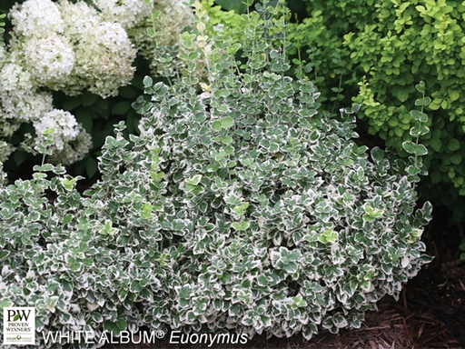 White Album ® Wintercreeper Euonymus : 3 Gallon