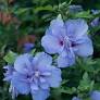 Blue Chiffon ® Rose of Sharon : 3 Gallon