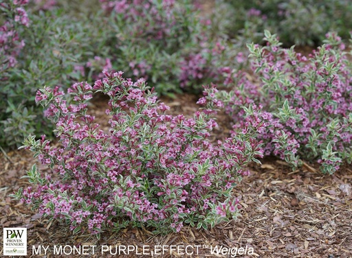 My Monet Purple Effect® Weigela : 3 Gallon