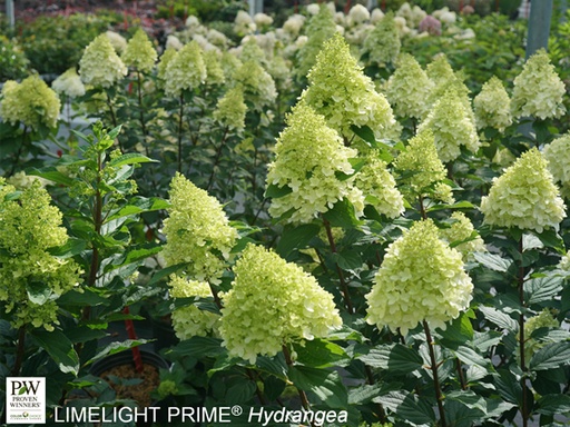 Limelight Prime Hydrangea : 5 Gallon