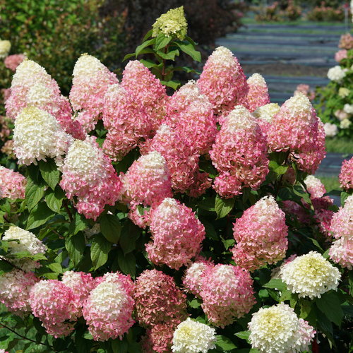 [Quick Fire Fab Hydrangea : 3 Gallon] Quick Fire Fab ® Hydrangea : 3 Gallon