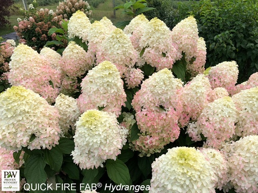 Quick Fire Fab® Hydrangea : 3 Gallon