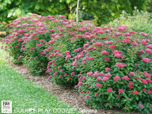 Double Play Doozie ® Spirea : 3 Gallon