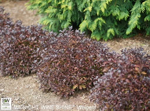 Midnight Wine Shine Weigela : 3 Gallon