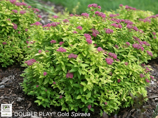 Double Play Gold ® Spirea : 3 Gallon